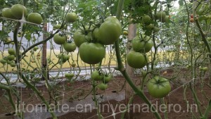 jitomate en un invernadero