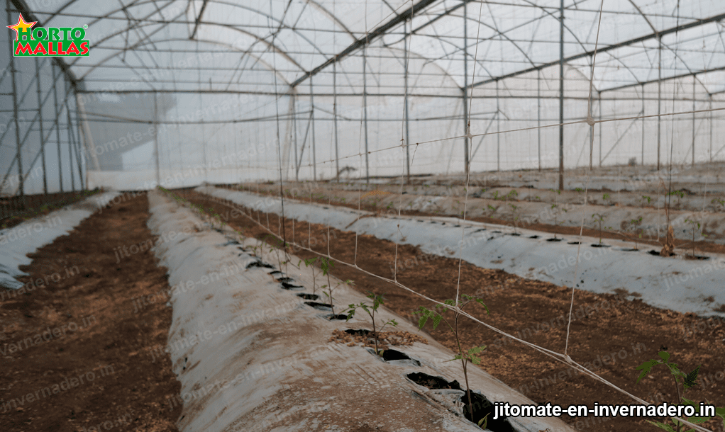 Ventajas de cultivo en invernadero